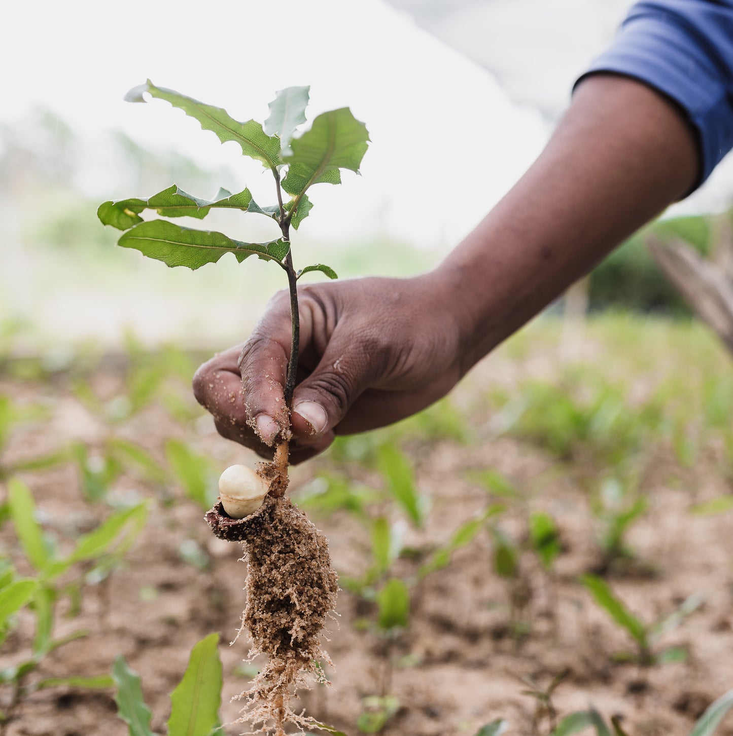 Trees You'll Plant